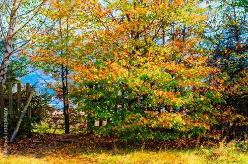 Płotek na skraju lasu w barwach jesieni