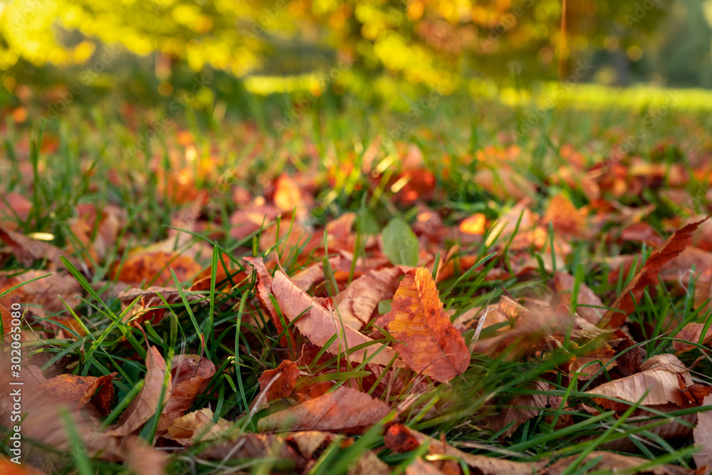 autumn leaves background