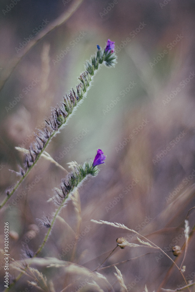 Fototapeta premium no