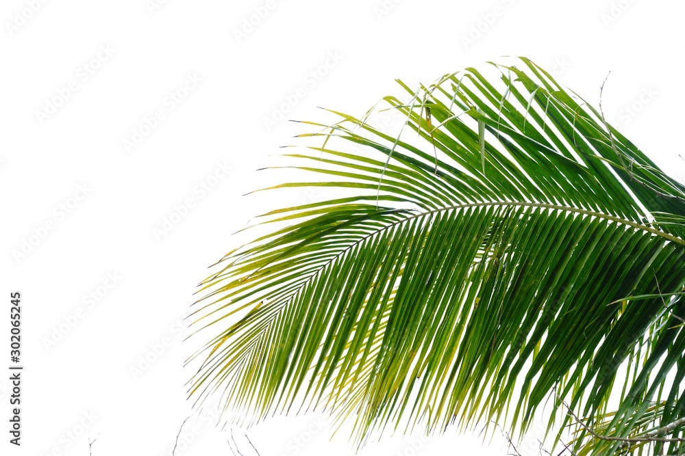 Fototapeta premium Coconut leaves with branches on white isolated background for green foliage backdrop 
