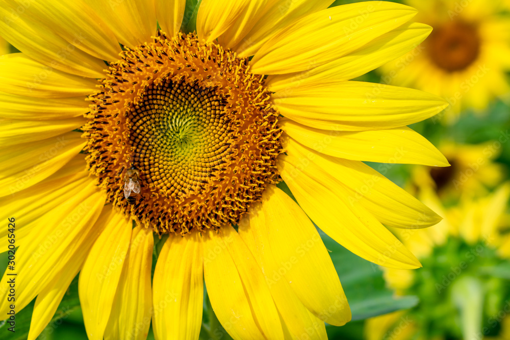 Sunflowers at Waimanalo Country Farm in Oahu, Hawaii