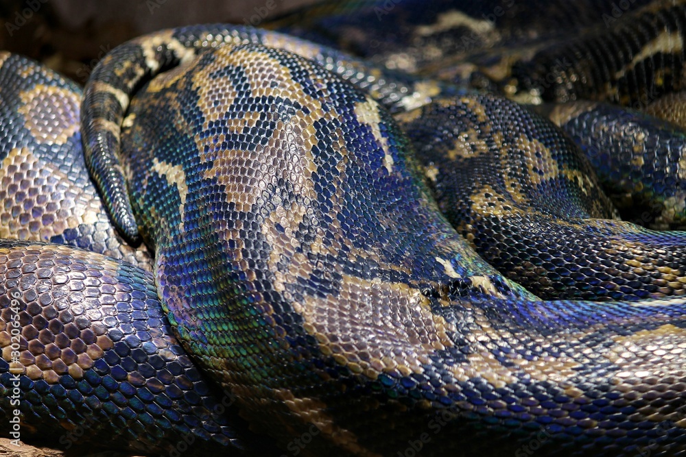 Haut des Netzpython in der Nahaufnahme Haut des Netzpython in der Nahaufnahme