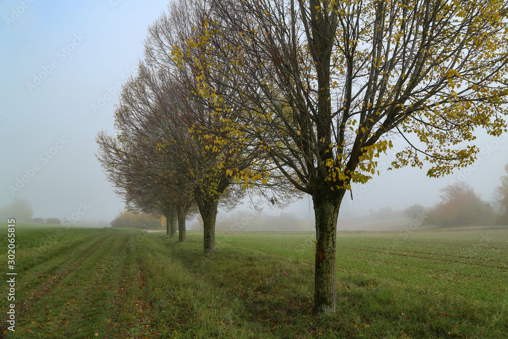 Morning fog. Autumn landscape with roads and trees
