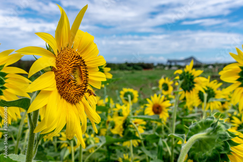 Sunflowers at Waimanalo Country Farm in Oahu  Hawaii