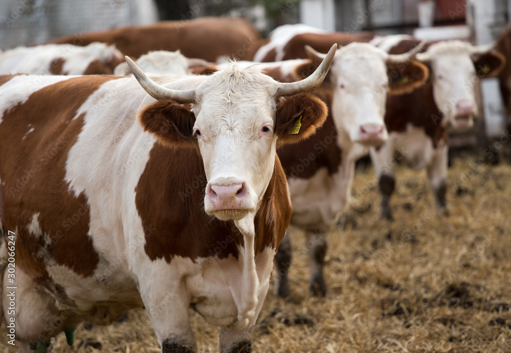 Simmental cows on ranch Simmental cows on ranch