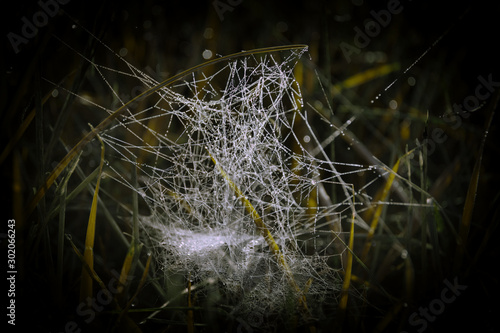 Spinnenweben im morgen Tau