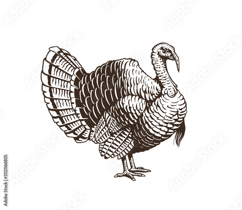 Updated illustration of turkey. Hand drawn illustration in engraving or woodcut style. Manufacturing meat and eggs vintage produce elements. Badges design elements for the turkey cock manufacturing photo