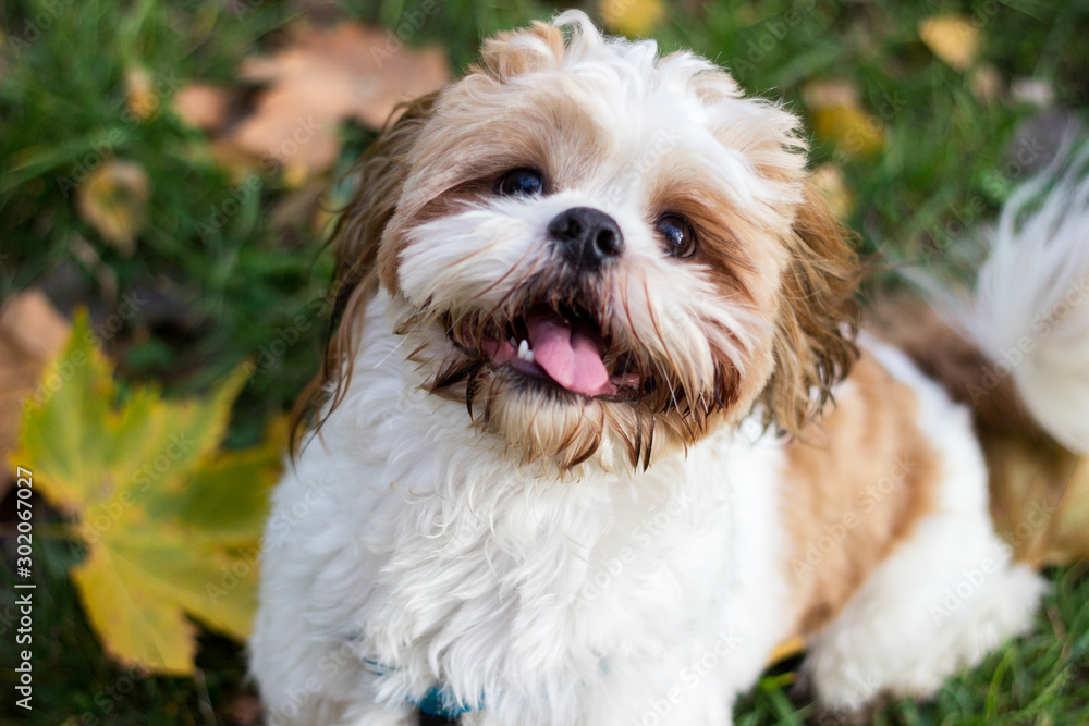 Cute Shih Tzu puppy in the park Cute Shih Tzu puppy in the park