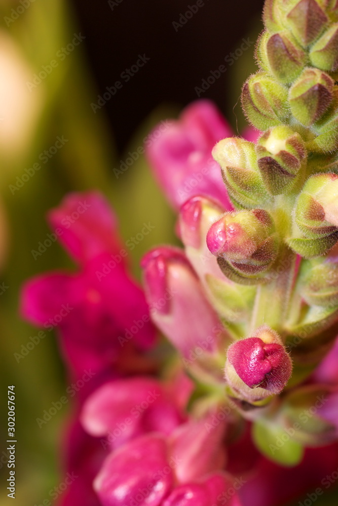 Flower Flower