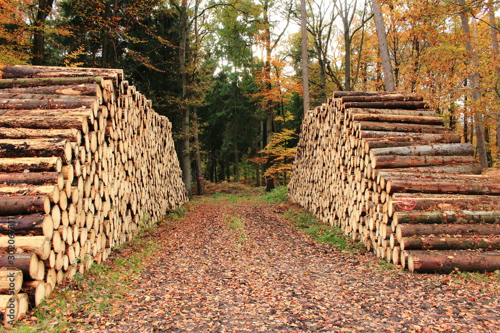 Der Holzstapel im Wald