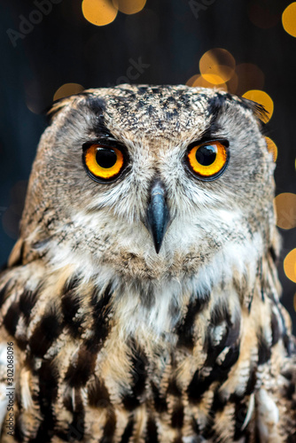 Owl © Jacob
