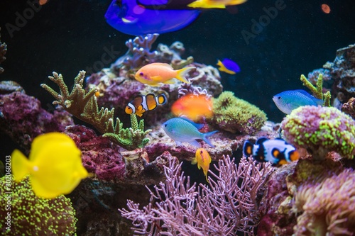 Fototapeta Naklejka Na Ścianę i Meble -  Reef and Tropical Fishes