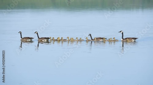 Family of Canada geese swimming  on a lake in Saskatchewan