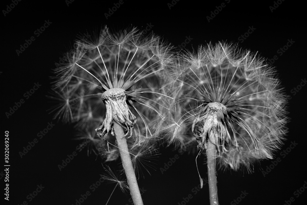 Fototapeta premium dandelions close up black and white