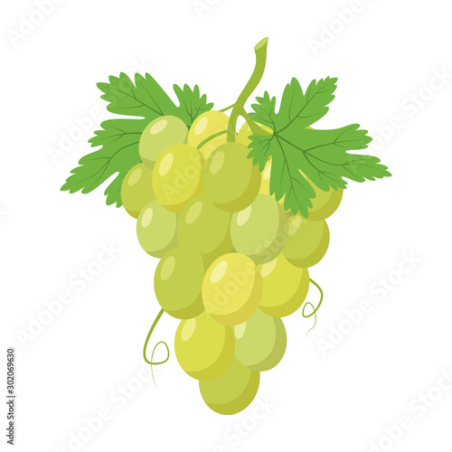 Vector illustration of a funny bunch of green grapes in cartoon style.