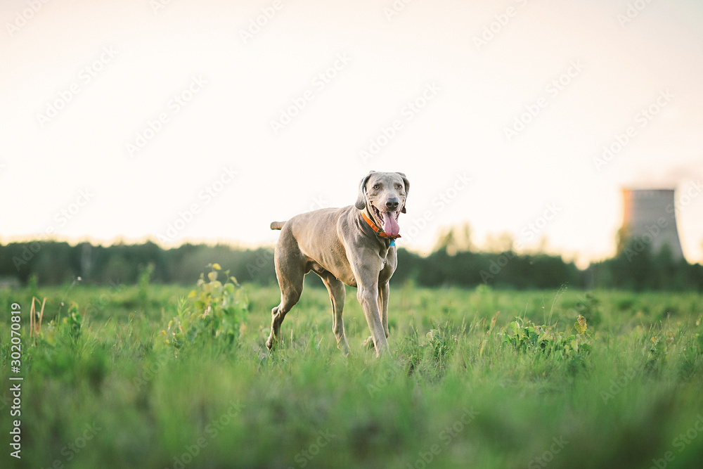 Fototapeta Uprzejmy pies w obroży spaceruje po trawie w naturze