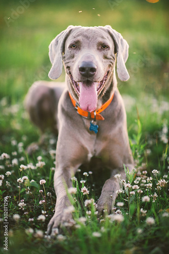 Tired big dog with grey fur resting on bloomy meadow at nature