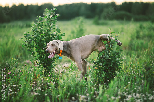Obraz na plátne Big grey dog peeing on shrub at nature
