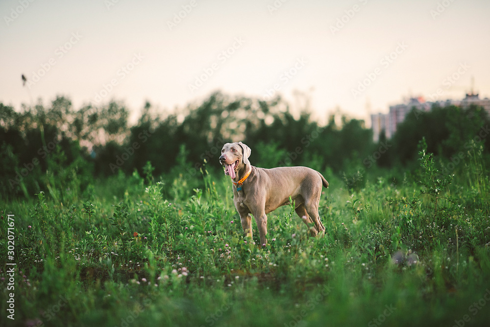 Big grey dog strolling at green beautiful meadow