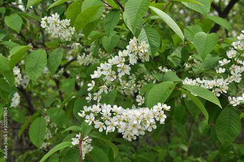 In the spring bird-cherry tree (Prunus padus) blossoms in nature