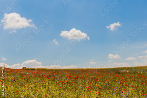 A field of red poppies just outside the town of Castelluccio  Umbria  Italy against a bright blue sky