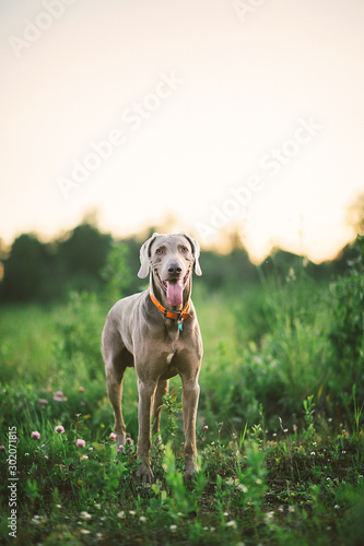 Dog with big tongue among flowered grass at nature