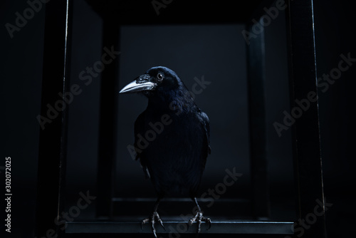 Dark portrait of a raven bird (black crow) on black background.