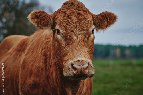 Portrait of a Beef Cow Standing in a Field