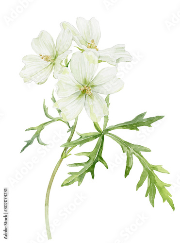 Watercolor illustration. The flowers of musk mallow white. Painted white delicate flowers. photo