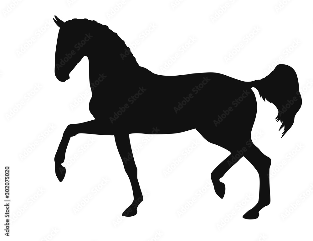 Silhouette of a beautiful young horse is moving at a trot Silhouette of a beautiful young horse is moving at a trot