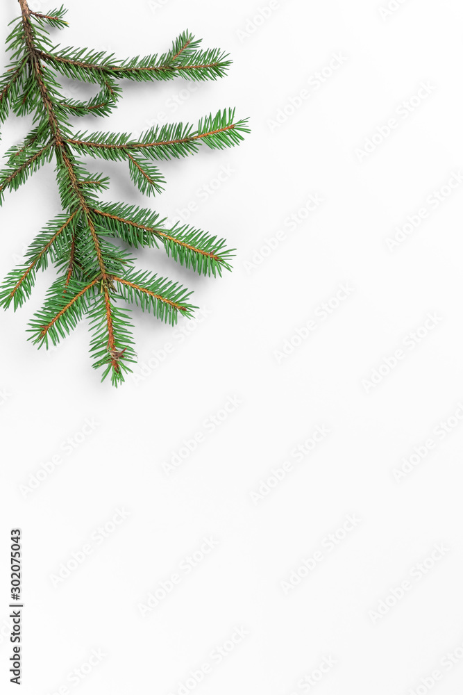 Beautiful spruce branch on white background, Christmas concept for greeting card