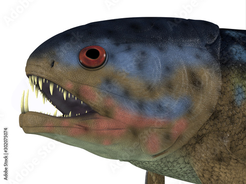 Rhizodus Fish Head - Rhizodus was a carnivorous fish that lived in freshwater lakes and swamps during the Devonian and Carboniferous Periods. photo