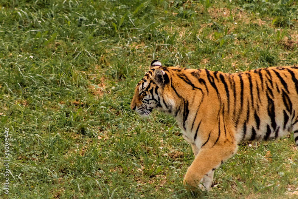 bengal tiger walking through a green meadow bengal tiger walking through a green meadow