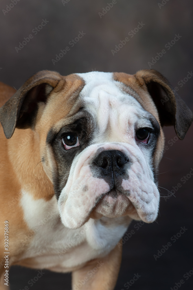 bulldogs sad face