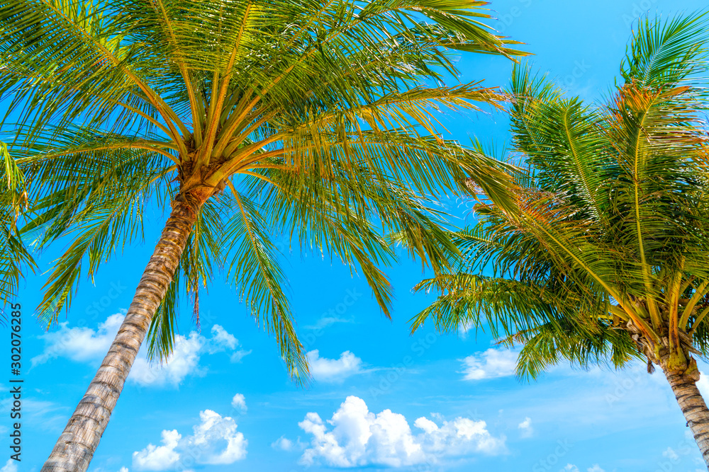 Beach summer vacation holidays background with coconut palm tree Beach summer vacation holidays background with coconut palm tree