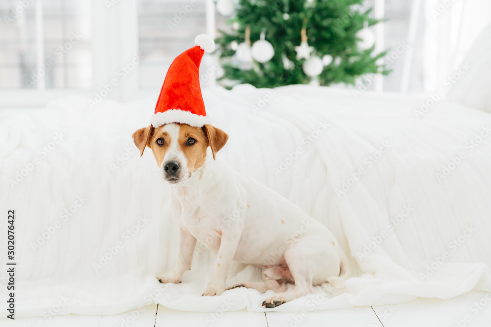 Holidays, winter time and animals concept. Dog sits on floor near bed on bedclothes, wears red Santa Claus hat, being in bedroom, Christmas tree behind Holidays, winter time and animals concept. Dog sits on floor near bed on bedclothes, wears red Santa Claus hat, being in bedroom, Christmas tree behind
