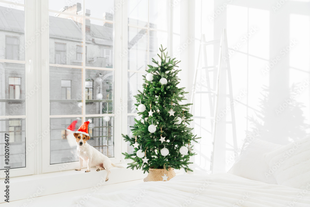 Obraz premium New Year decorated interior bedroom with white bed and jack russell terirer dog posing near big window, wears Santa Claus hat. Festive holiday day