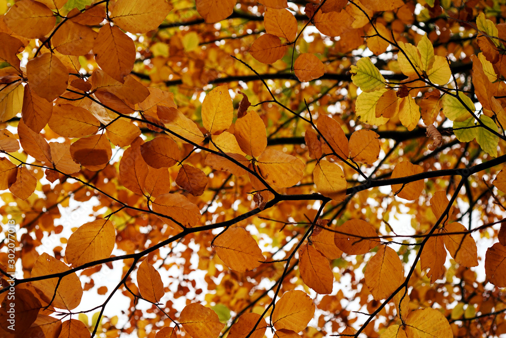 Autumn golden and red leaves on branches of beech tree in forest Autumn golden and red leaves on branches of beech tree in forest