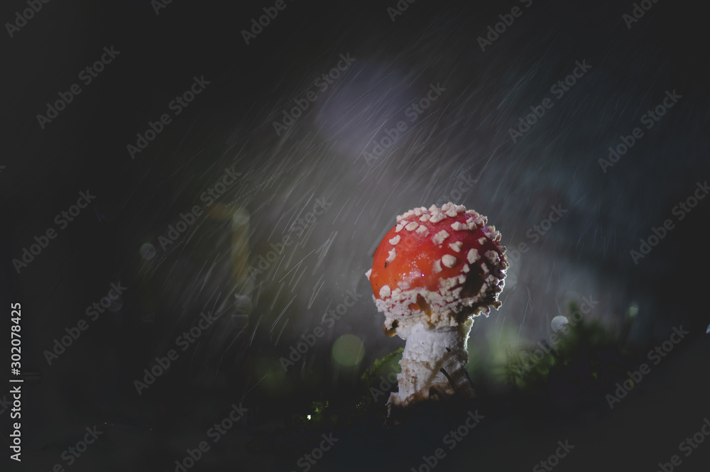 Beau champignon amanite sous la pluie Stock Photo