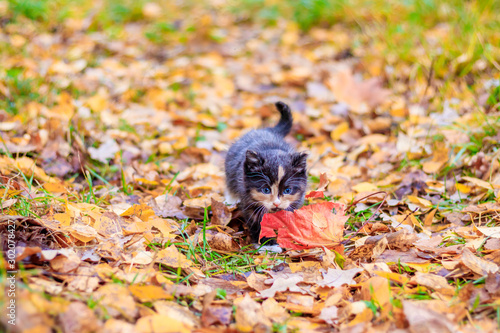 a small kitten on the path with leaves. kitten on a walk in autumn. pet.