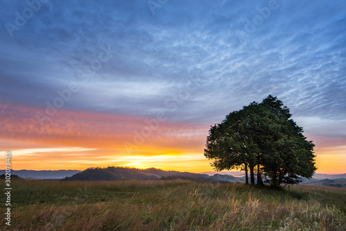 Samotne drzewo na Podhalu podczas wschodu słońca, Polska