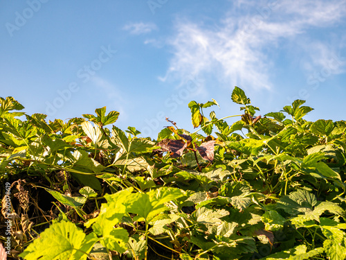 Weaving grapes against the blue sky with clouds. photo