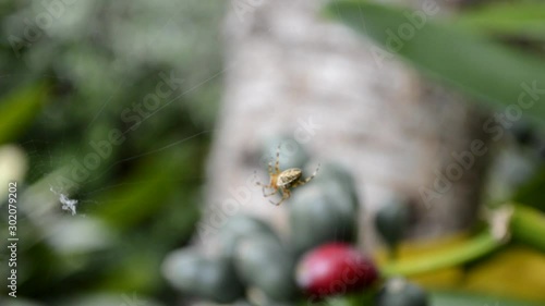 Spider  weaving a web trap	in a garden photo