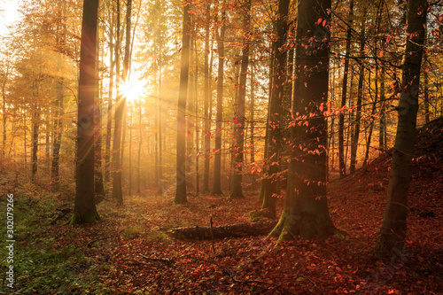 Fototapeta Naklejka Na Ścianę i Meble -  Sonnenstrahlen der Herbstsonne im morgendlichen Süntel 