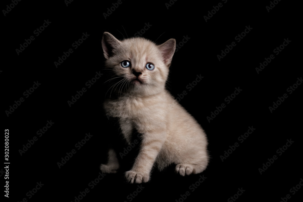 Cute little white kitten is isolated on black background.
