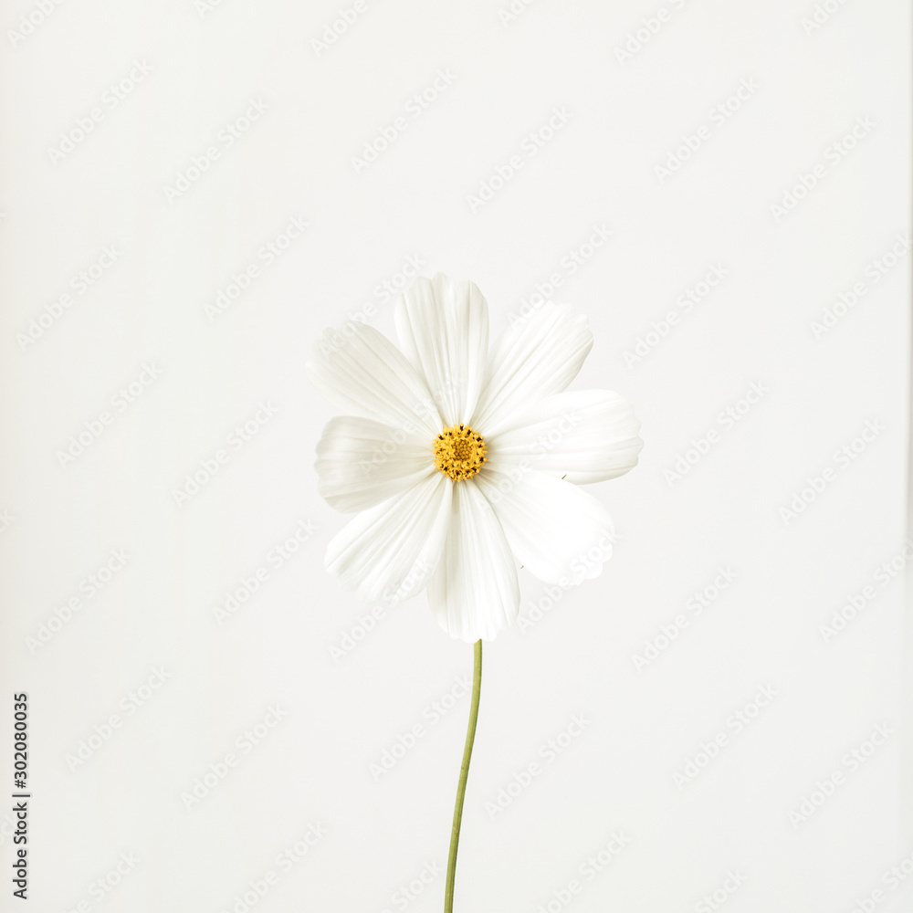 Minimal styled concept. White daisy chamomile flower against white background. Copy space. Creative lifestyle summer, spring concept. Minimal styled concept. White daisy chamomile flower against white background. Copy space. Creative lifestyle summer, spring concept.