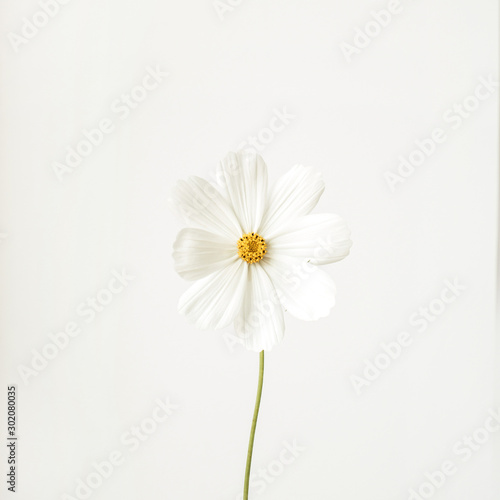 Minimal styled concept. White daisy chamomile flower against white background. Copy space. Creative lifestyle summer, spring concept.