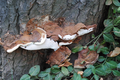 mushrooms on tree