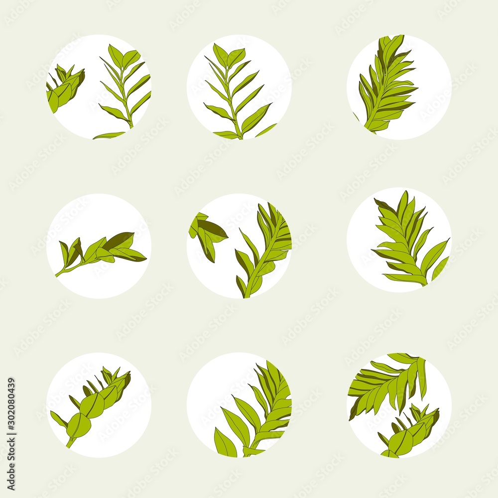 Set of design colorful templates icons and emblems - social media story highlight. Different blogger zamioculcas leaves icons in trendy style isolated.