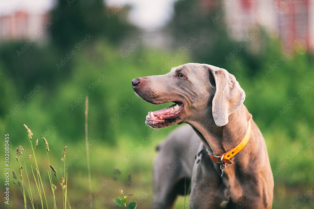 Big grey dog strolling at green beautiful meadow Big grey dog strolling at green beautiful meadow
